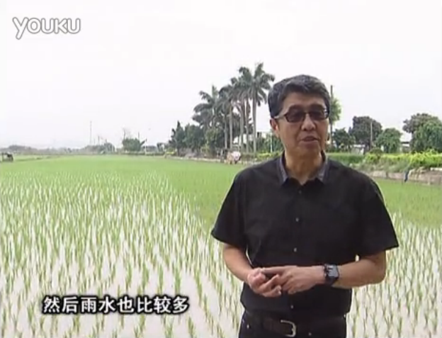 20160530珠江臺搖錢樹：水稻、甘蔗用微補方案，促根壯長勢，提高收益