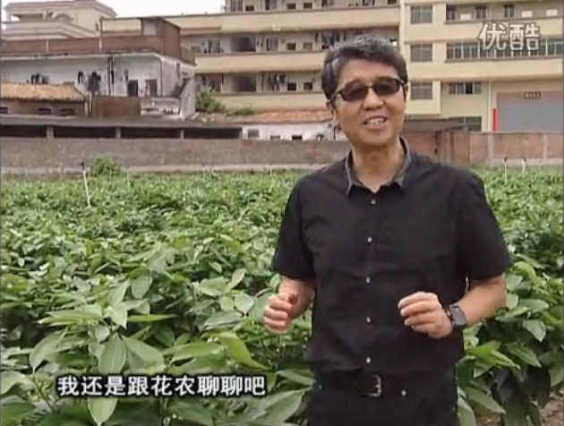 20160606珠江臺搖錢樹：觀葉植物用微補方案，壯根提長、保葉抗病好！