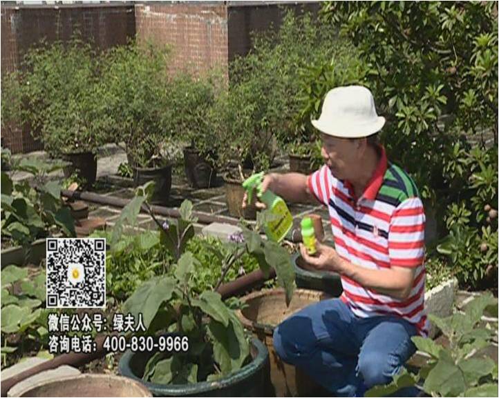 20160613珠江臺搖錢樹：天臺種茄瓜用綠夫人，長勢靚，開花結果好