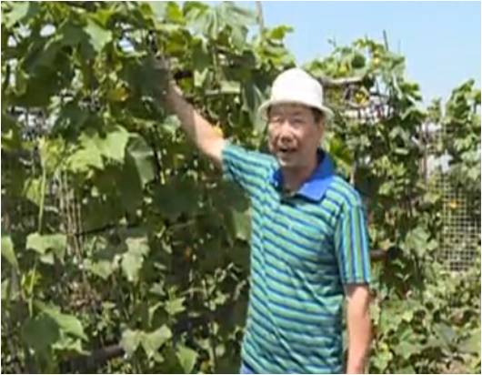 20160620珠江臺搖錢樹：天臺蔬菜用綠夫人營養液，開花坐果好