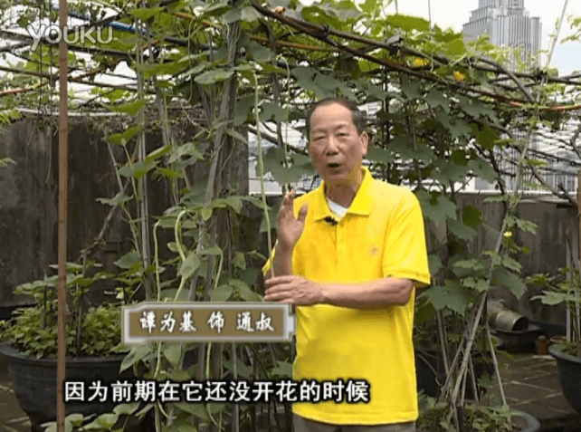 20160627珠江臺搖錢樹：天臺豆角用綠夫人528營養液，開花好結豆期長