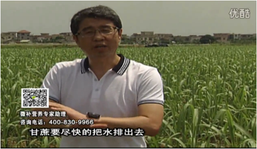 20160620珠江臺搖錢樹：甘蔗雨多漚根？淋微補根力鈣+精力、噴果力+壯力，促根壯長、甘蔗起灰好
