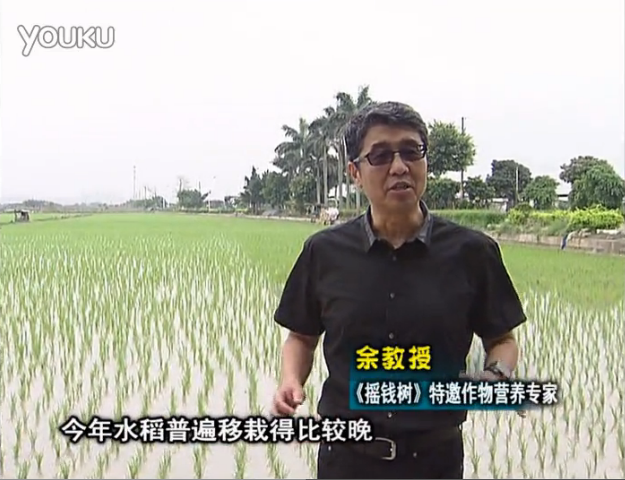20160530珠江臺搖錢樹：水稻撒微補倍力、噴苗力，返青分蘗好，產量高