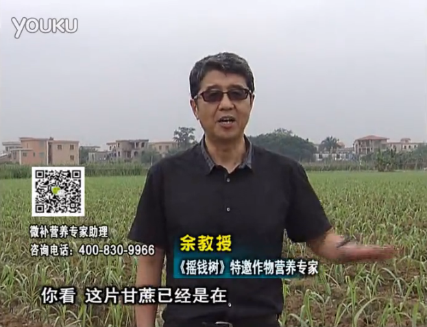 20160530珠江臺搖錢樹：甘蔗促根壯苗長勢好，淋沖微補根力鈣+精力、撒倍力