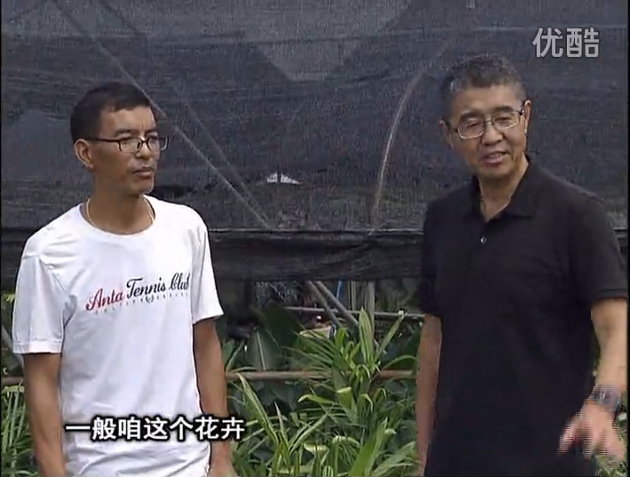 20161010珠江臺搖錢樹：盆栽花卉促根多，長勢青綠