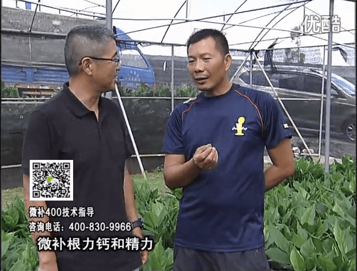 珠江臺搖錢樹：盆栽綠植澆施微補根力鈣+精力，促根多長勢青綠