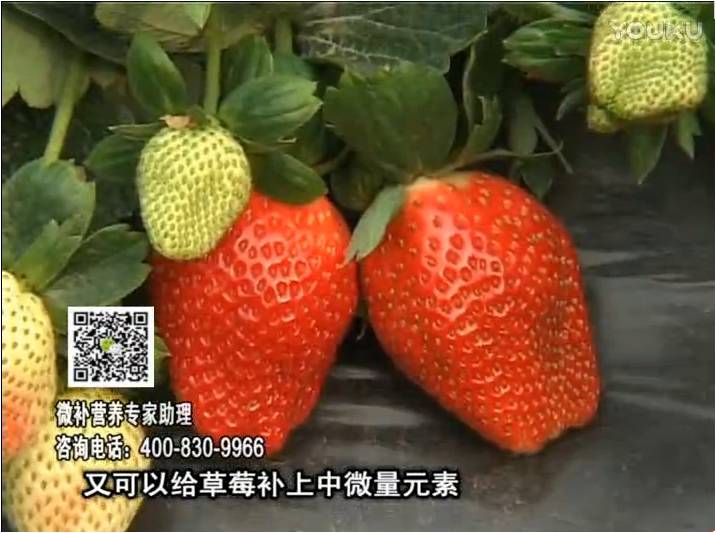 20170123珠江臺搖錢樹：草莓用微補方案，促根苗壯、開花坐果好