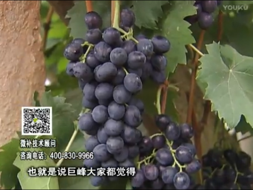 20170501珠江臺搖錢樹：葡萄用微補方案，品質高，賣價好