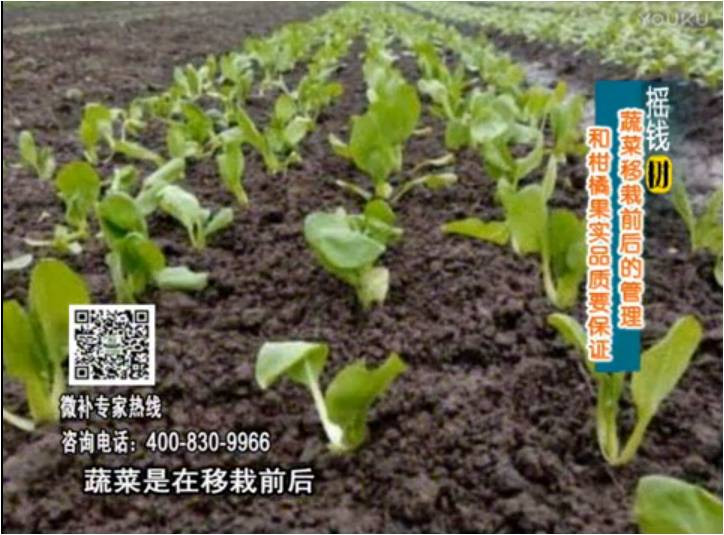 20170814珠江臺搖錢樹：蔬菜澆施微補，調酸促根，健壯長勢