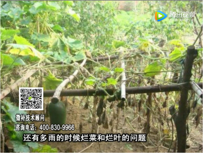 20170911珠江臺搖錢樹：蔥干尖蔬菜爛葉早衰？