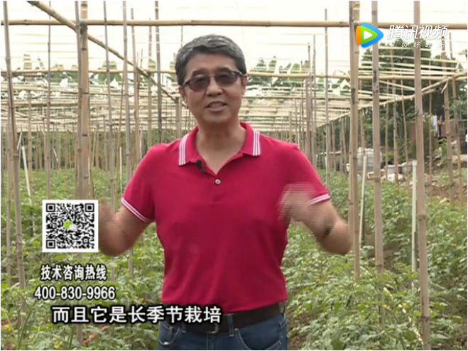 20171120珠江臺搖錢樹：番茄如何增產增收？