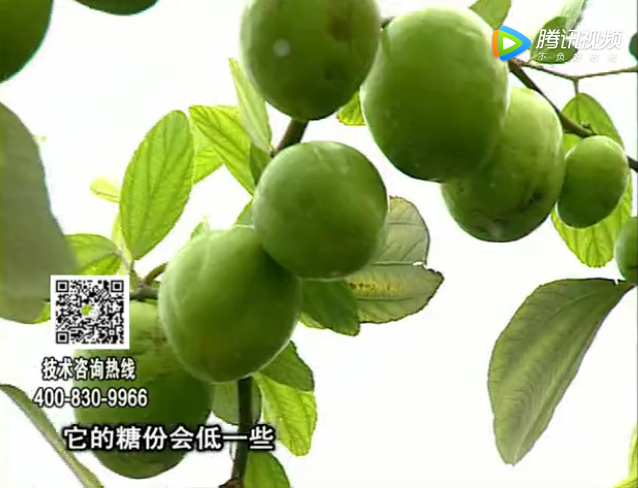 20171204珠江臺搖錢樹：青棗膨果增甜如何做？
