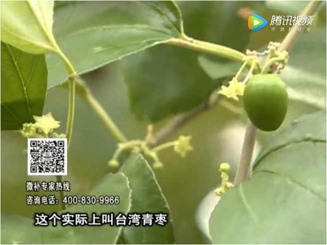 20171106珠江臺搖錢樹：青棗果大清甜如何種？
