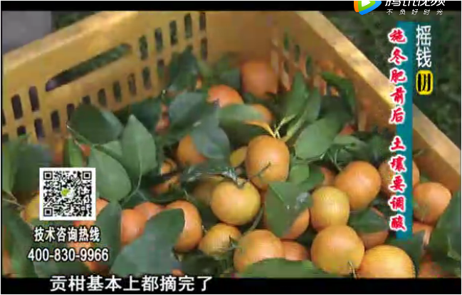 20180101珠江臺搖錢樹：柑橘土壤酸化怎么辦？