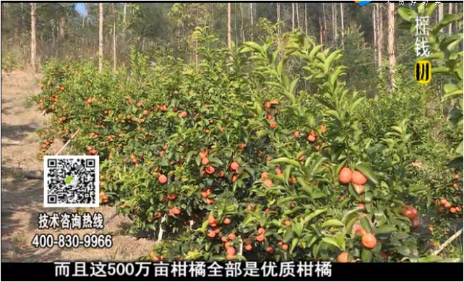 20180115珠江臺搖錢樹：廣西柑橘微補全年管理樹壯增產